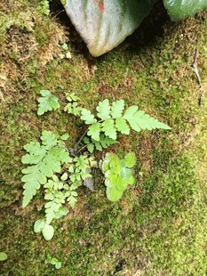 青苔上的嫩绿小植物