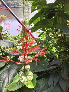 艳丽红珊瑚花绽放绿叶间