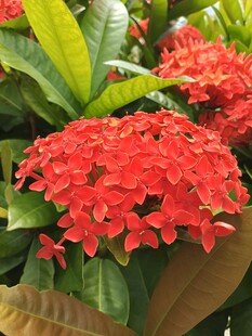 鲜艳红色龙船花绽放