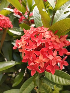 鲜艳朱缨花绽放绿叶间