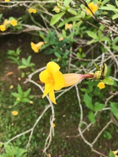 黄色喇叭状花朵