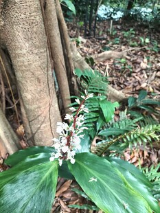 林间绿叶丛中绽放的白花