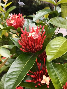 娇艳龙船花绽放绿叶间