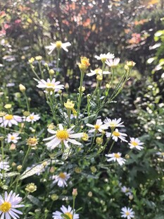 阳光下绽放的美丽雏菊