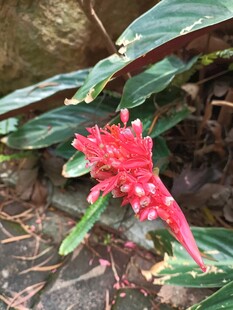 艳丽红穗花绽放于绿叶间
