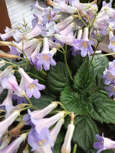 紫色花卉绽放生机