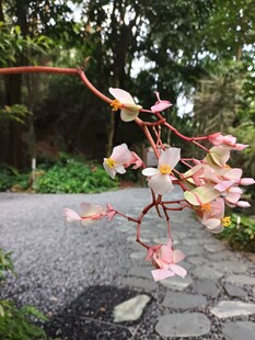 路边绽放的粉嫩花枝