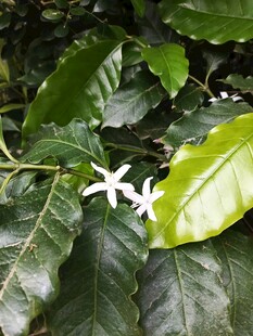 绿叶间的白色星形小花