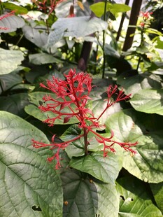 绿叶间的艳红花朵