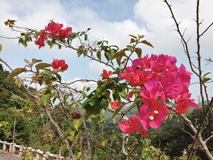 娇艳三角梅绽放于枝头