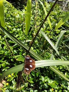 绿叶间的棕红色果实