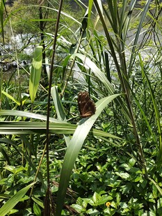 湿地中的繁茂绿色植物