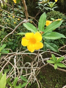 娇艳绽放的黄色花卉