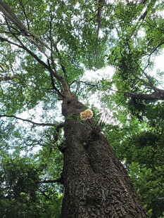 仰望参天大树