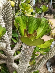 奇特多肉植物特写