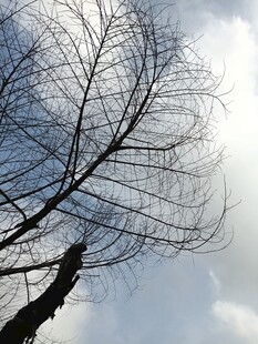 冬日光秃树枝与天空