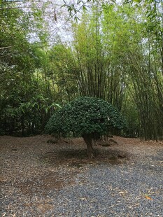 竹林中的精致盆栽景观