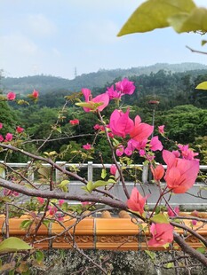 烂漫盛开的娇艳粉色花朵
