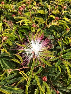 绽放的紫色花朵与绿叶