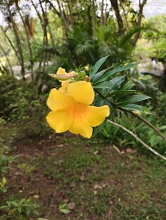 娇艳黄花朵绽放于绿植间
