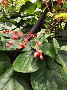 绿叶间的红色小果植物