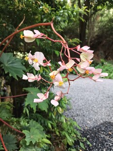 路边绽放的粉色海棠花