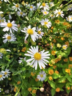 绽放的美丽小雏菊