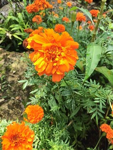 鲜艳万寿菊绽放于花园