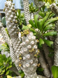 奇特白色植物与绿叶共生