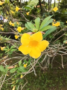 娇艳黄花绽绿叶间