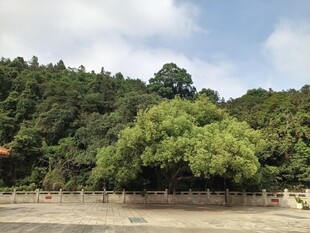 山林葱郁的开阔景致