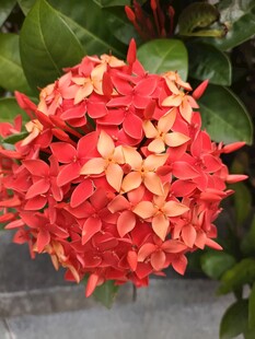 艳丽龙船花绽放