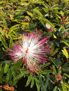 艳丽朱缨花绽放绿叶间