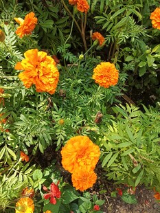 鲜艳万寿菊绽放绿意间