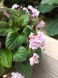 粉色小花绽放绿叶间