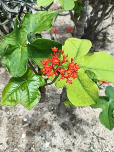 绿叶间的艳红果实