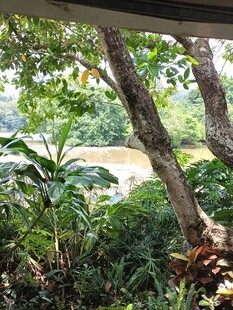 户外繁茂绿植景观