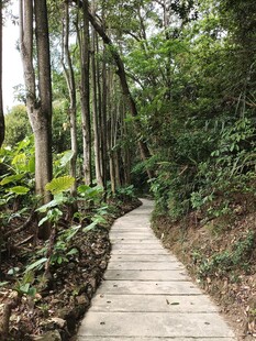 林间幽静木栈道