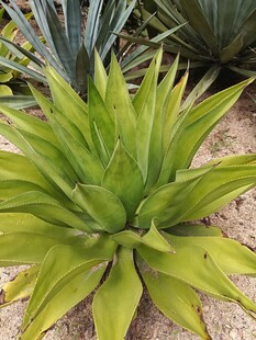 翠绿芦荟植物
