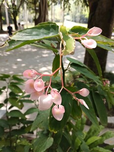 娇艳粉色花卉绽放枝头