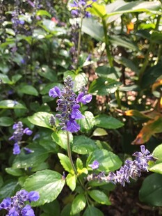 紫色花卉与绿叶的自然景致