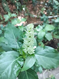 绿叶间的挺拔植物