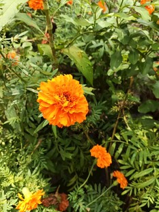 鲜艳橙色万寿菊绽放