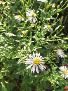 清新小白菊绽放绿意间