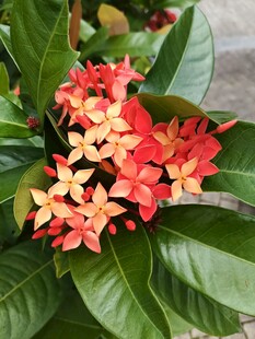 鲜艳龙船花绽放绿叶间