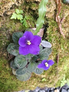 紫色小花绽放于绿叶间