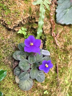 紫色小花绽于绿叶苔藓间