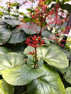 绿叶间的艳红花卉