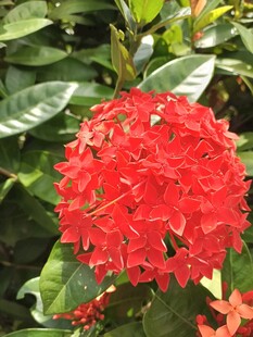 艳丽红色龙船花绽放