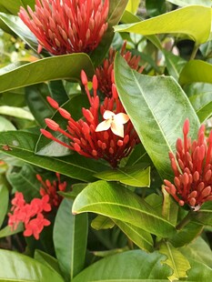 鲜艳龙船花绽放绿叶间